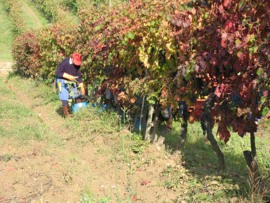 vendemmia
